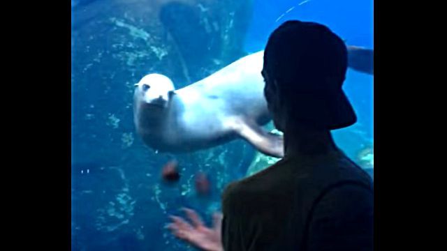 sealion0