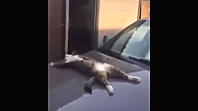 catonthecar2