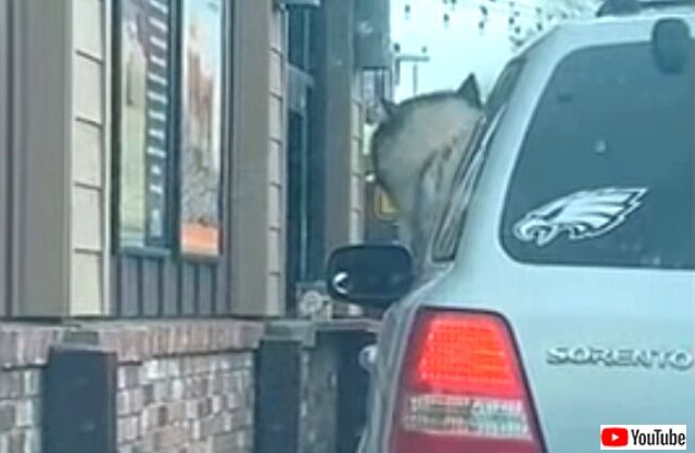 puppuccino1_640
