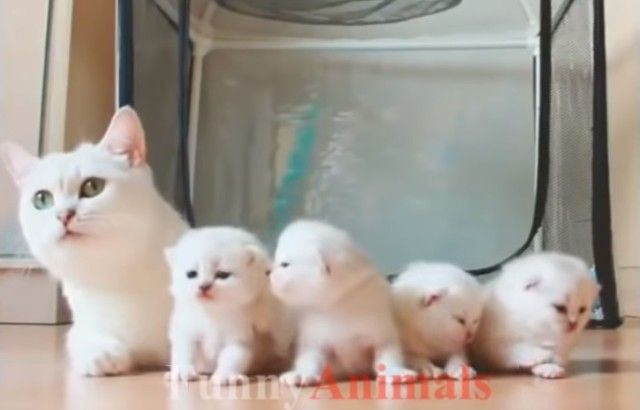 mothercats0_e