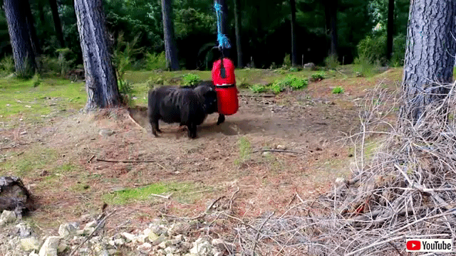 angryrams3