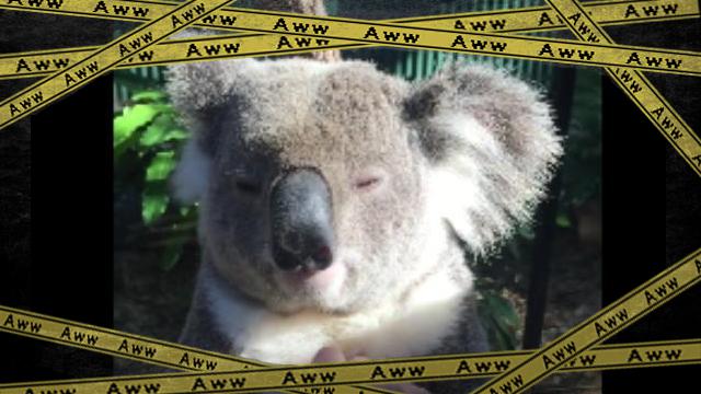 koala-f [www-frame