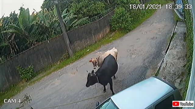 bull5_640