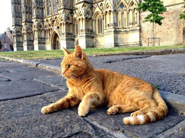 catintheworld21_e