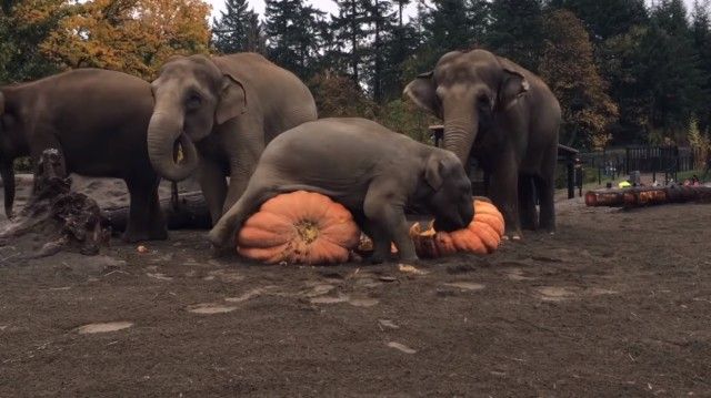 elephantnpumpkin4_e