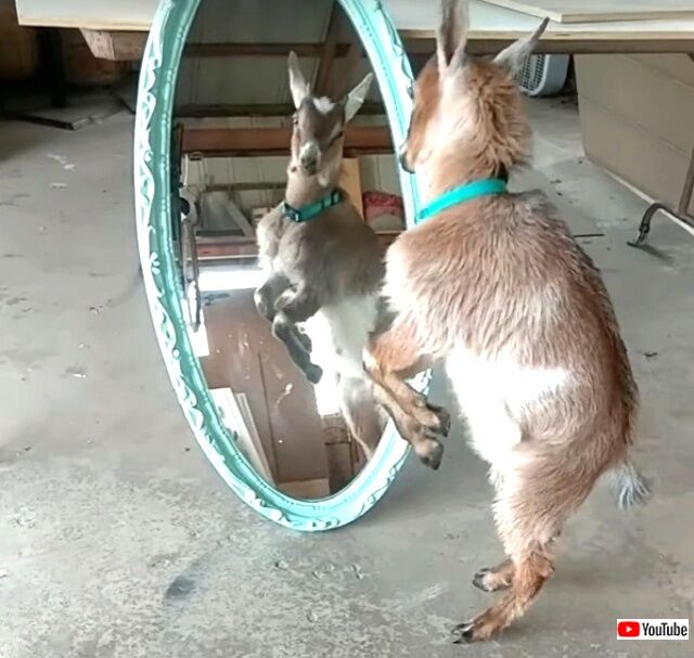 babygoat1_640