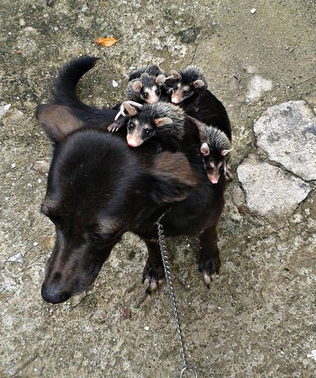 dog-adopts-opossums-baby-orphans-stephanie-maldonado-151_e