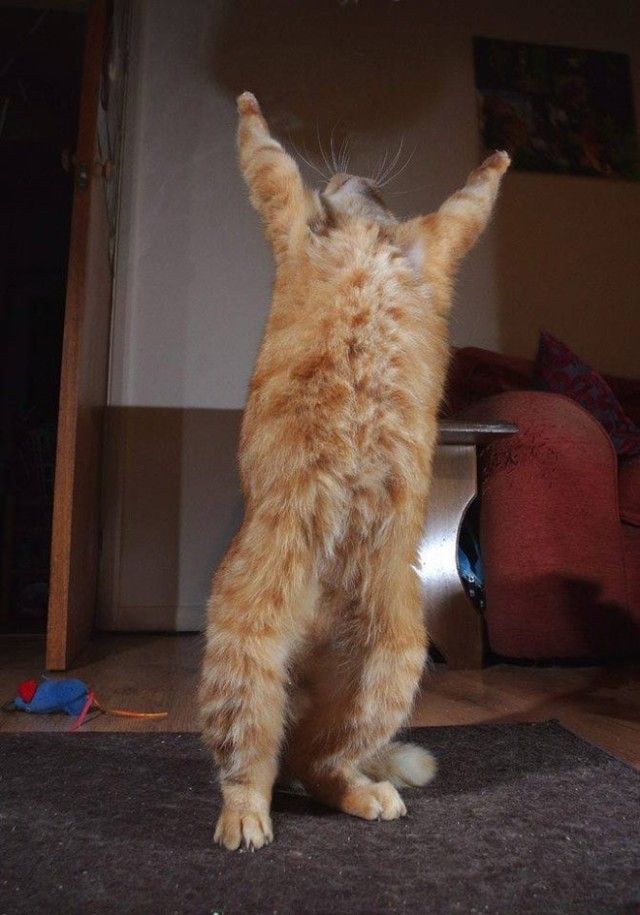 prayingcat6_e