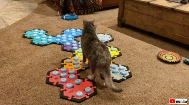 「笑ってるってことはハッピーなのかニャ」サウンドボードを操る猫、飼い主の大爆笑に反応する