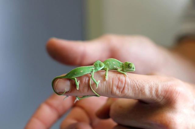 ロイヤリティフリー可愛い カメレオン 最高の動物画像 ロイヤリティフリー可愛い カメレオン 最高の動物画像