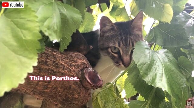 parthos1_640