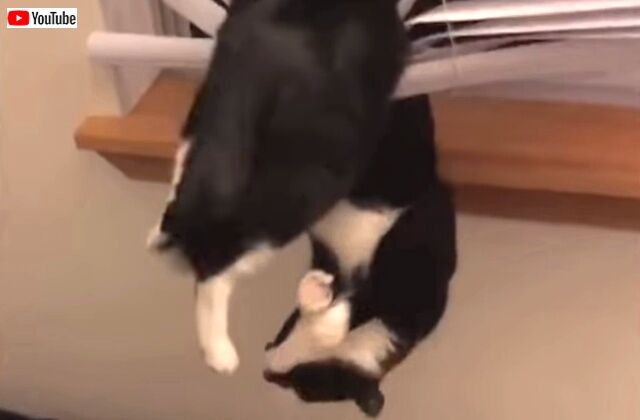 bestpets201911_5_640