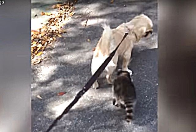 racoondog1