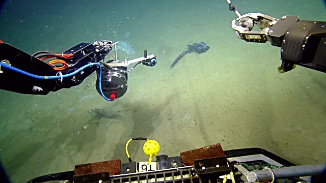 Siphonophore4