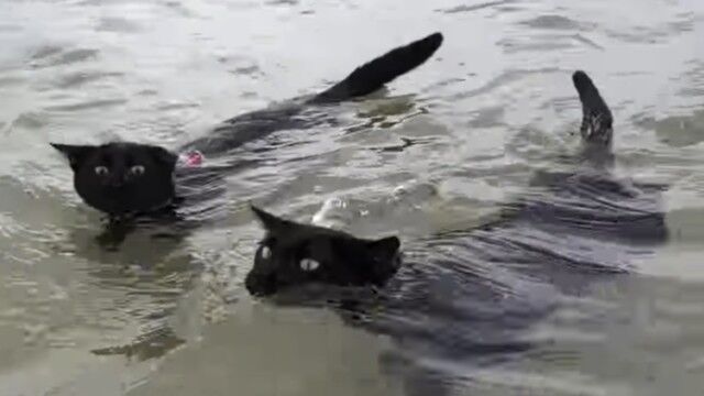 元保護猫のネイサンさんとウィニーさん、二匹一緒にスイミング。