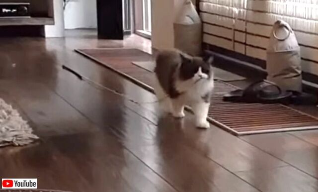 先住猫の亡き後、その愛らしいクセは後輩猫たちにしっかりと引き継がれていた