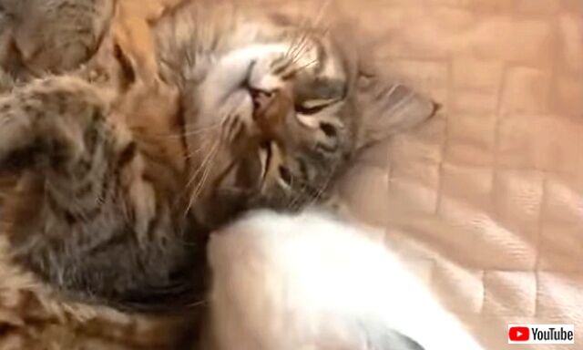 kittenbunny0_640