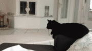 cat-bros-that-will-never-leave-you-hanging-2-iloveimg-resized