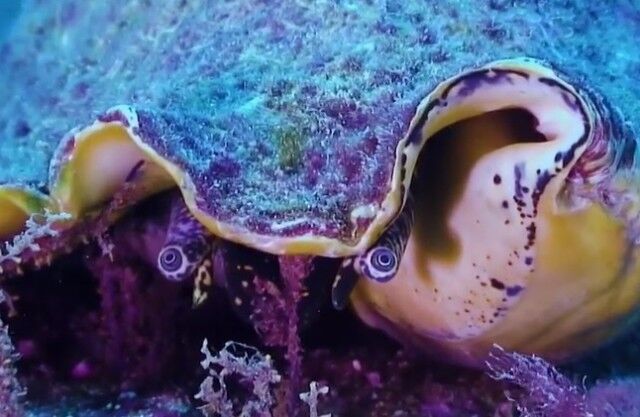 coralsea0_e