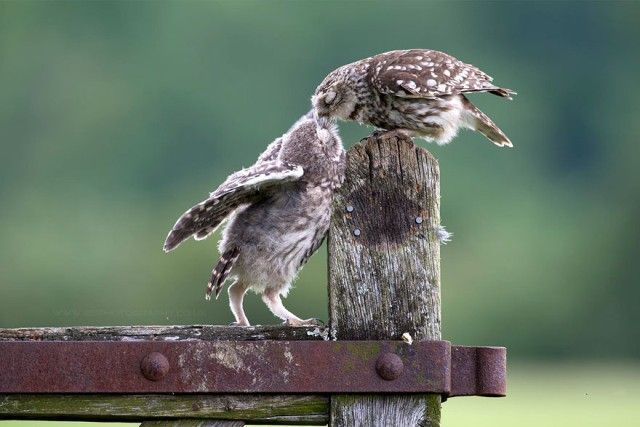 cute-kissing-animals-love-2__880_e