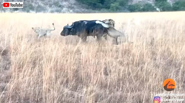 buffalo3_640