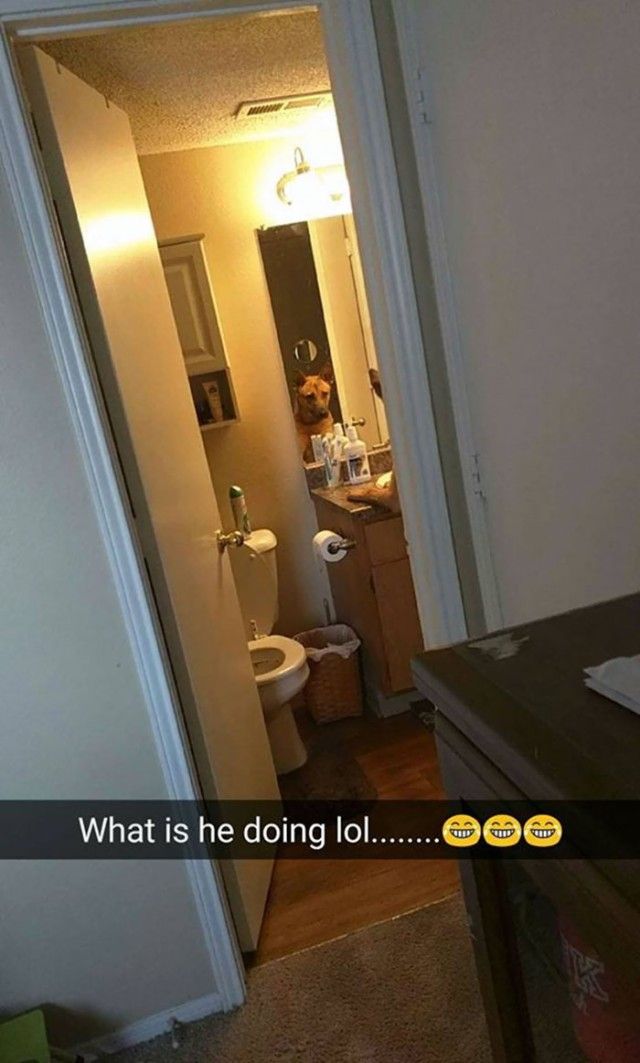 hilarious-dog-snapchats11_e