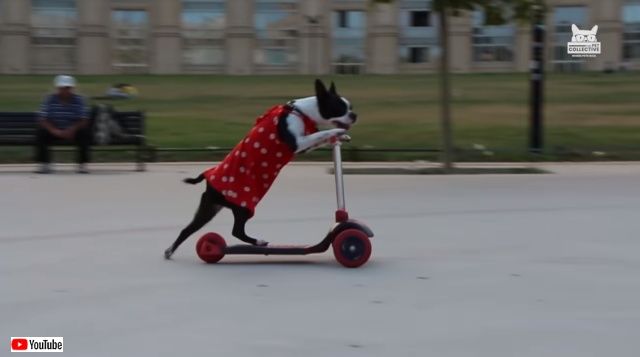 fluffyfailsfurrywins0_640