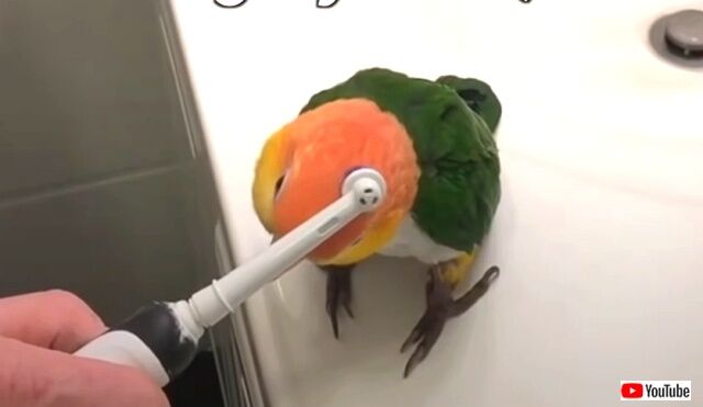 turtlethebird1_640