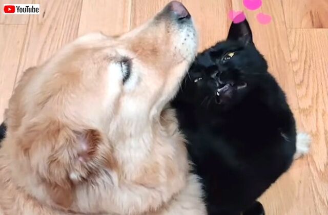 bestpets201911_1_640