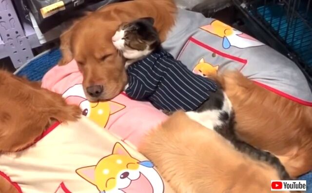 kittenwgoldens2_640