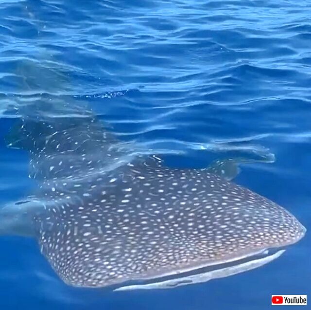 whaleshark1_640