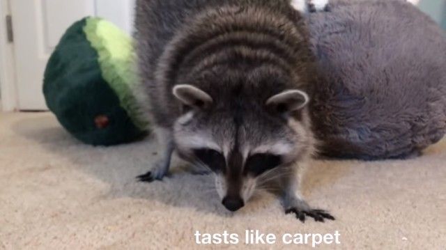 raccoonpillow4_e