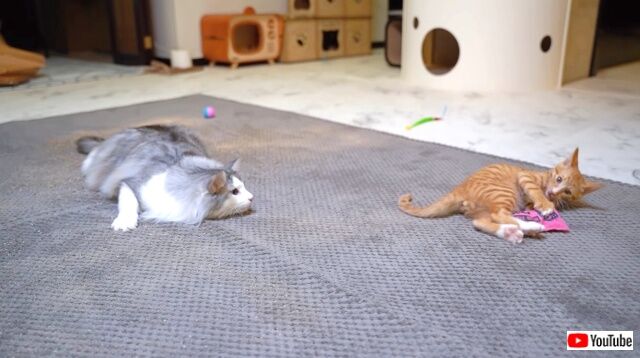 catnipnkittens3_640