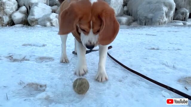 beagleiceskating6_640