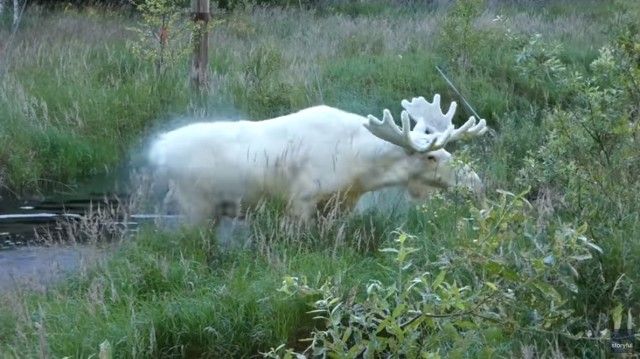 whitemoose3_e