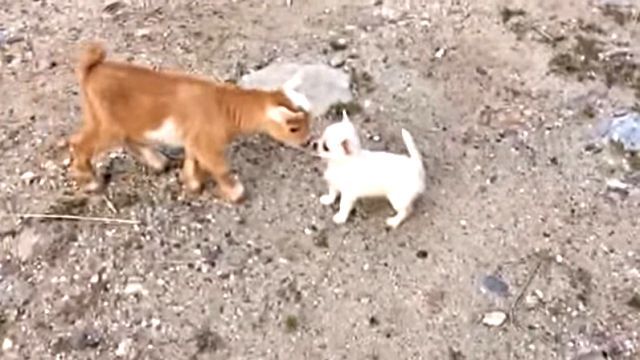 chihuahua2
