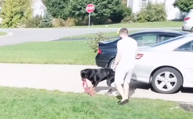 rottweiler5_e