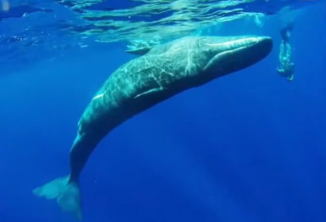 whalespins2_e