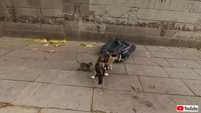 20230402_014429 (2)_batch