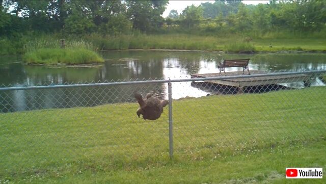 turtleclimbsfence4_640