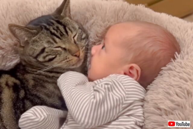 愛猫「弟のお世話は任せるニャ！」赤ちゃんに寄り添って見守ってくれる、優しい優しいお兄ちゃん猫