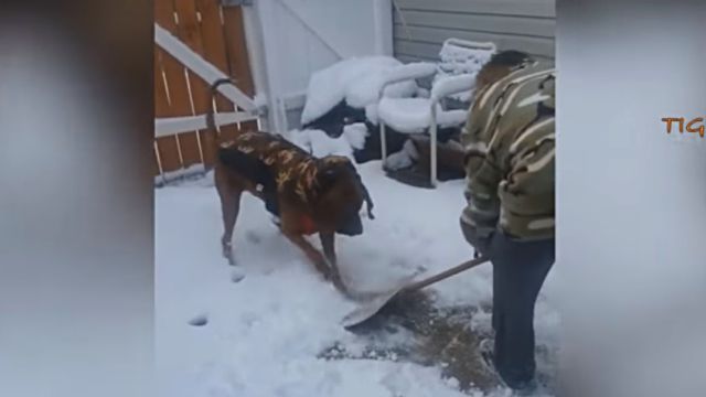 dogsnsnow9