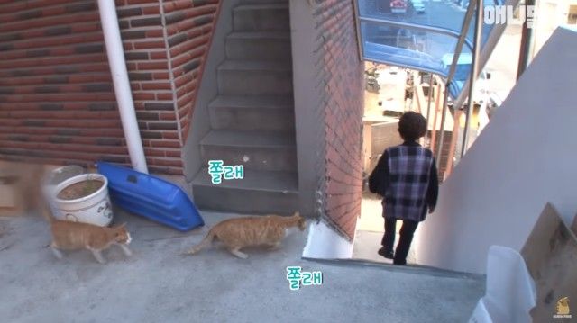bodyguardcats16_e