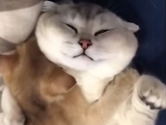 mothercats8_e