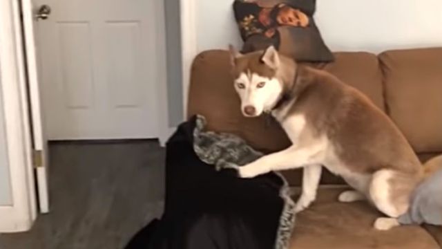 bestpets6w4-3