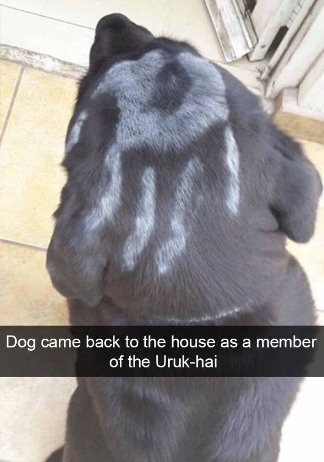 hilarious-dog-snapchats16_e