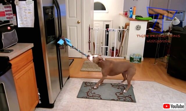 funniestdogs4_640