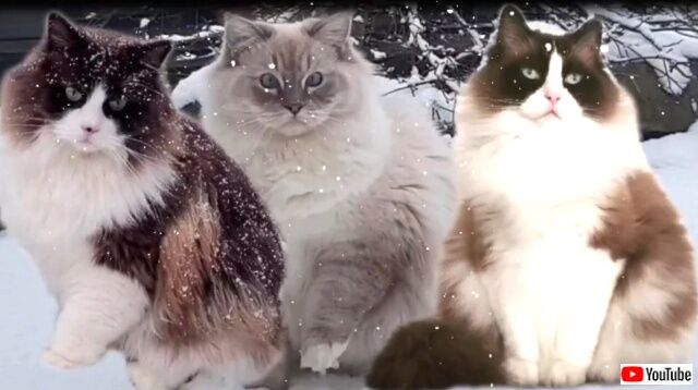 ragdollsnsnow_640