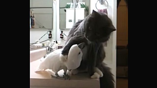 catnbird3