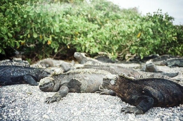 Marine-Iguana-3_e